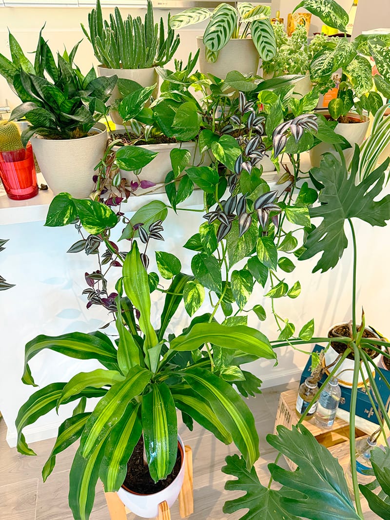 Зелёные джунгли в шведских домах: Как Швеция оживила мою семейную традицию