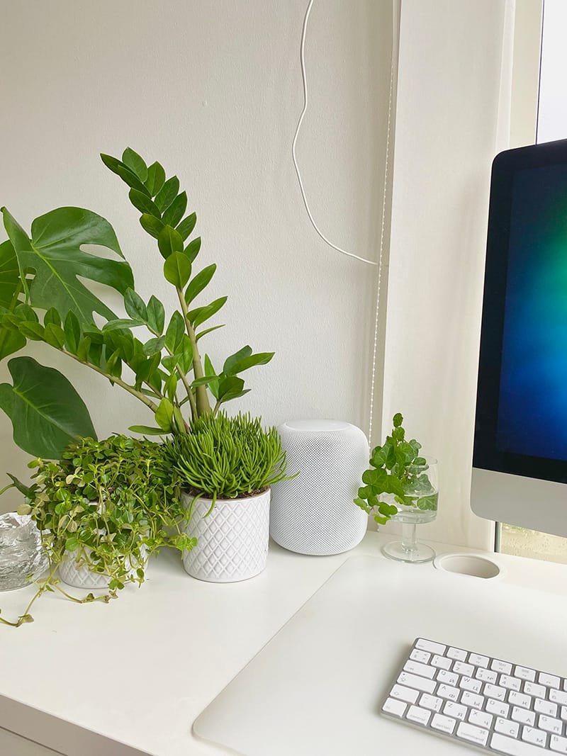 Зелёные джунгли в шведских домах: Как Швеция оживила мою семейную традицию