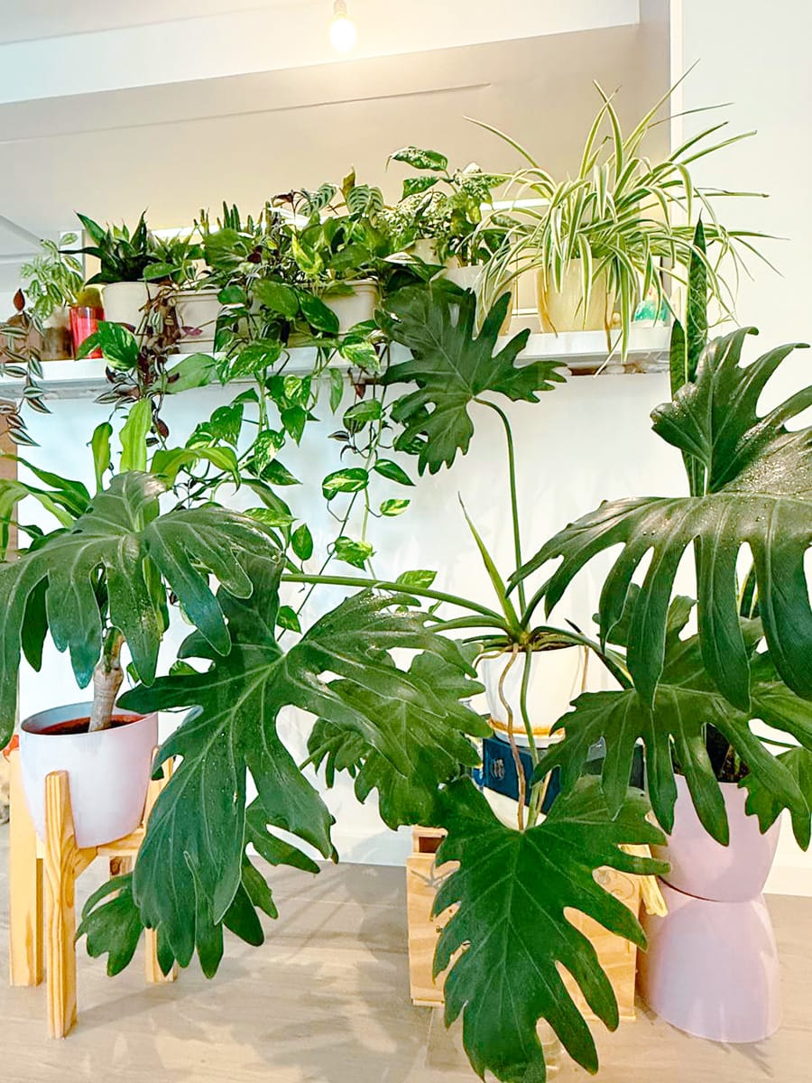 Зелёные джунгли в шведских домах: Как Швеция оживила мою семейную традицию