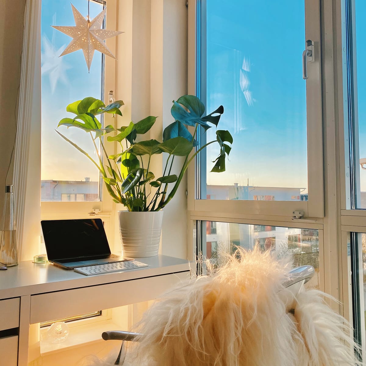 Зелёные джунгли в шведских домах: Как Швеция оживила мою семейную традицию