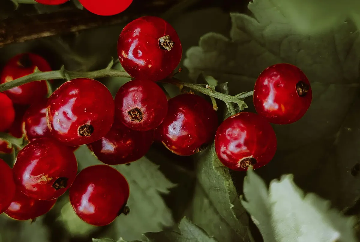 Självplock: Как я полюбил шведскую ягодную терапию