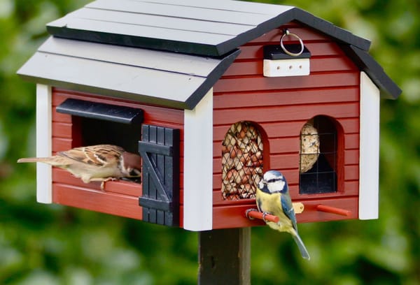 Кормушки для птиц и сено для лосей: Шведская любовь к лесным соседям